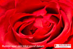 gallery bloem-2kopie