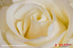gallery bloem-3kopie