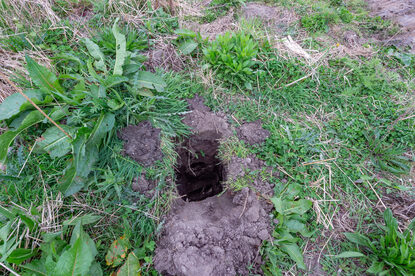 Pruimendijk 20250416 -17